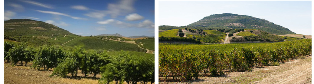 vinice Agricola Punica Sardínie